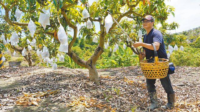 当了13年挖土机司机的吕益胜，10年前转行改种芒果，去年首度参加台南芒果评鑑没得名，今年卷土重来，一举夺冠；图为吕益胜无视高温烈日，日正当中时仍在果园採果。（宝智华摄）