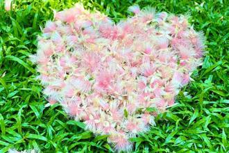 踩著月光來賞花 榮星花園夜間限定美景 穗花棋盤腳暗香浮動