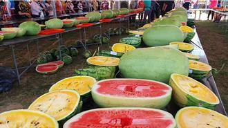 桃園西瓜評鑑登場 張善政教導西瓜挑選秘訣