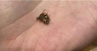 用餐「咬到蟑螂」僅打8折消費者爆氣 牛角燒肉道歉了