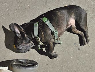 大安公園傳毛孩吃草亡 公園處澄清