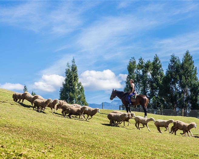 憑旺仔小饅頭包裝截角，可享清境農場特產消費滿300元贈送飼料一盒。（宜蘭食品提供／朱世凱台北傳真）