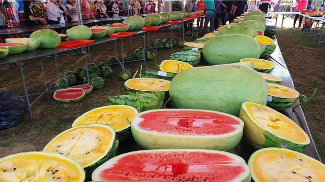 桃園市西瓜評鑑，今年產量略減，但品質跟市場價格也較好。（呂筱蟬攝）