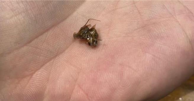 南港車站牛角燒肉店爆出食安疑慮，有民眾品飲冰淇淋紅茶時竟咬到蟑螂。（翻攝自PTT／朱世凱台北傳真）