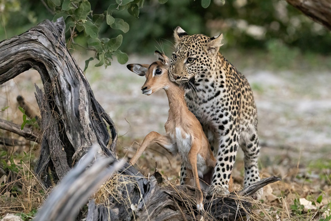 小黑斑羚误把花豹当妈妈，双方享受了一段温馨时光，直到鬣狗闯入后，花豹才恢復天性，将小黑斑羚吃掉。（示意图：Shutterstock／达志）