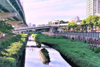 板橋湳仔溝生態整治 營造賞蝶騎車新亮點