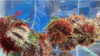 澎湖馬糞海膽開採首日價格亂 數量少市場零星販售