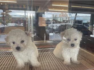 寵物店選址3種店面要小心 桃園無需鄰居同意