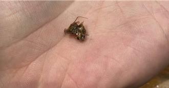 燒肉名店「牛角」紅茶吸出蟑螂 北市衛生局稽查揪2缺失