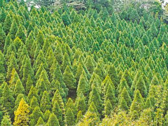 找樹麻煩 環境部吃錯藥