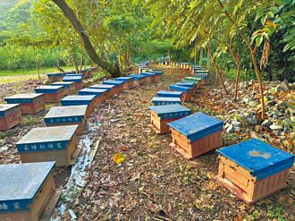 林地养蜂拓商机 发展多元特色蜜