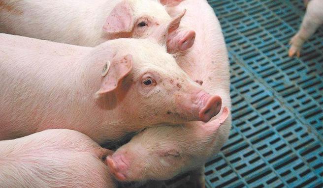 我国猪只全面停止注射猪瘟疫苗满1年，农业部1日表示，将向世界动物卫生组织（WOAH）申请台湾成为「猪瘟非疫国」。（本报资料照片）