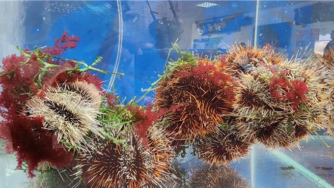 澎湖马粪海胆1日解禁，今开採首日价格乱。虽然澎湖县农渔局宣称人工养殖成功，但市面上仍罕见有养殖海胆上市。（许逸民摄）