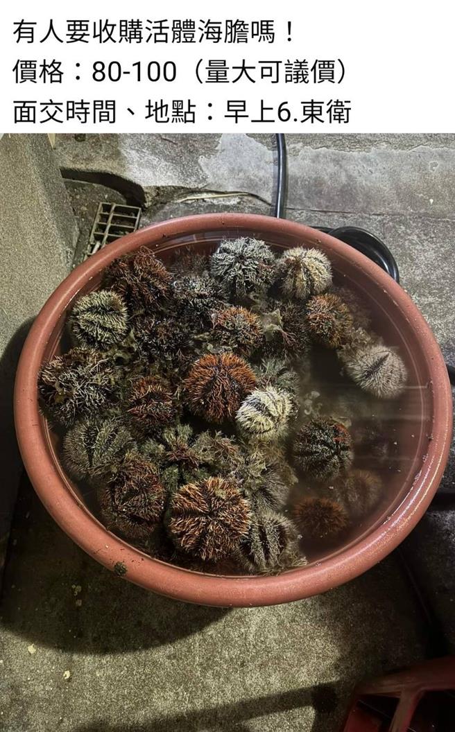 澎湖马粪海胆1日解禁，今开採首日价格乱。目前市面上贩售管道少，只要多见盘商收购，还有透过网路零售。（翻摄脸书／许逸民澎湖传真）