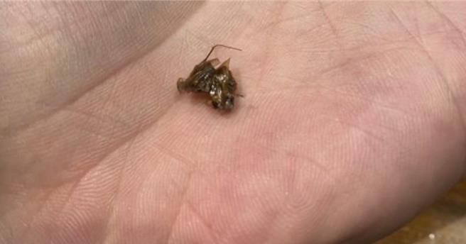 台北市南港车站牛角烧肉店遭民眾爆料，到店内消费1杯冰淇淋红茶，却咬到1只蟑螂。（撷取PTT／刘玮晴台北传真）