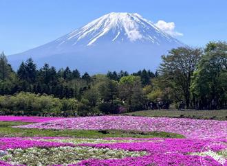 日本富士山7月開山登山要收費 推薦5大搶手景觀飯店