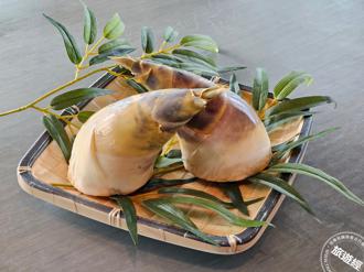 綠竹筍挑選法則報您知！簡易烹調迸發鮮嫩美味