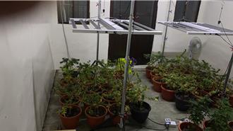藏身透天厝當自耕農種大麻 台中警查獲207株市價逾千萬