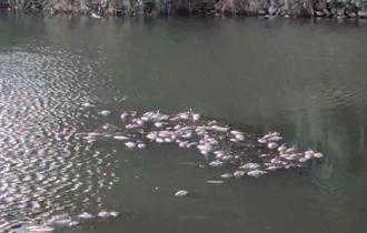 魚群活活被高溫熱死！高雄後勁溪驚見大量魚屍