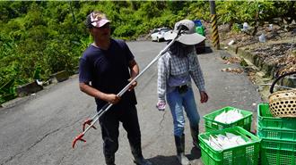 南市南化區狂風暴雨催熟愛文芒果 果農連3天日夜搶收