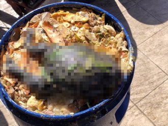 彰化亂丟垃圾情況嚴重 廚餘桶驚見巨蛙與鼠屍