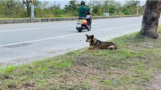 未繫繩犬竄馬路釀車禍 騎士「牢記特徵」成鐵證