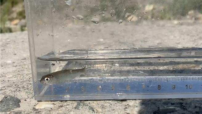 鹿野乡阿美族部落族人协力移除卑南溪外来原生种鱼类粗首鱲，俗称溪哥。（林耿弘提供／萧嘉蕙台东传真）