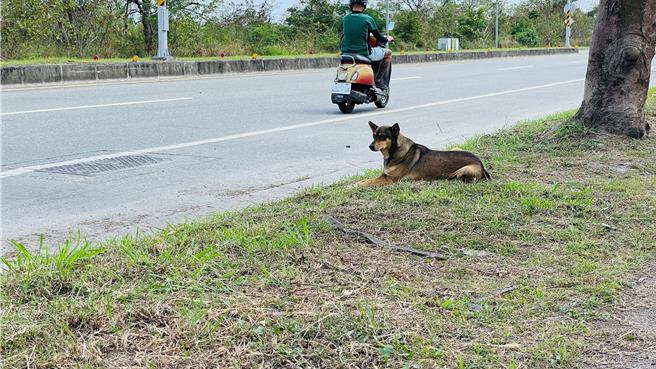 台東縣蘭嶼鄉某特產店賴姓業者飼養的愛犬未繫繩，在路上亂竄釀車禍，受害騎士牢記「黃毛、紅項圈」特徵，成為定罪鐵證。（示意照）