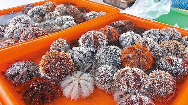 澎湖马粪海胆1日解禁，开採首日价格乱。图为马粪海胆上市。（许逸民摄）