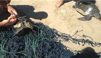 廢漁網纏2保育類海龜險喪命 墾丁民眾沙灘搶救成功
