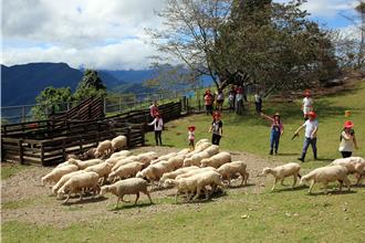 避暑趣！清境咩仔探險隊帶你觀星、牧羊 奧萬大推森林療癒團