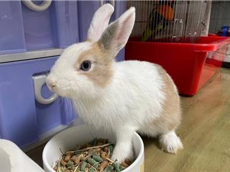 3動物成寵物飼養熱門選項 棄養問題同步上升