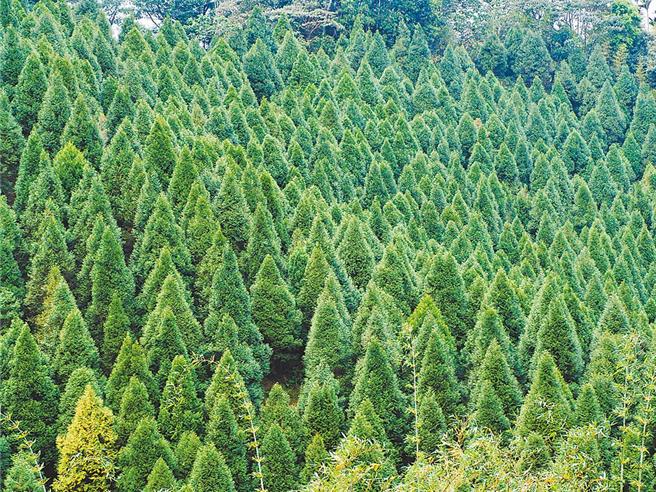 學者指出，樹種栽植應考量多種因素，並廣納各界專家觀點，根據其認同樹種及科學證據，說明各種樹的正反面效應及適合與限制的植栽環境，而減少臭氧汙染，要考慮地區環境及排放物，例如降低都市地區揮發性有機物排放，減低臭氧生成量的效果較好。圖為魚池鄉肖楠造林景觀。（本報資料照片）