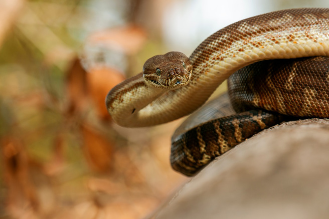 澳洲一条沿海地毯蟒遭遇车祸后，在路边「自咬身亡」，专家解释，蟒蛇自咬是一种对于疼痛的表现。（示意图：Shutterstock／达志）