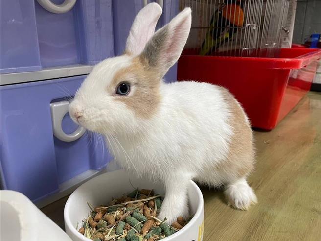 兔鼠龜成寵物熱門人選，但卻遭到無情棄養，桃園市動保處表示，接管的兔子狀態十分良好，對於這樣的情形感到不忍。（桃園市動保處提供／姜霏桃園傳真）