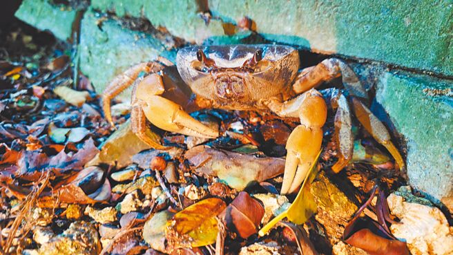 小琉球生態觀光除了海中生物，陸上也有珍貴的自然生態。圖為毛足圓盤蟹。（邱郁文提供／羅琦文屏東傳真）