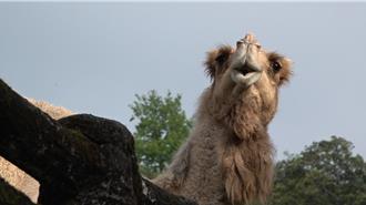 北市动物园26岁骆驼玉叶昨死亡 不敌老化离世