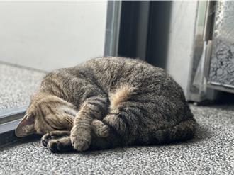 影》台東貓站長上班睡大覺 員工被萌翻：勿吵主管補眠