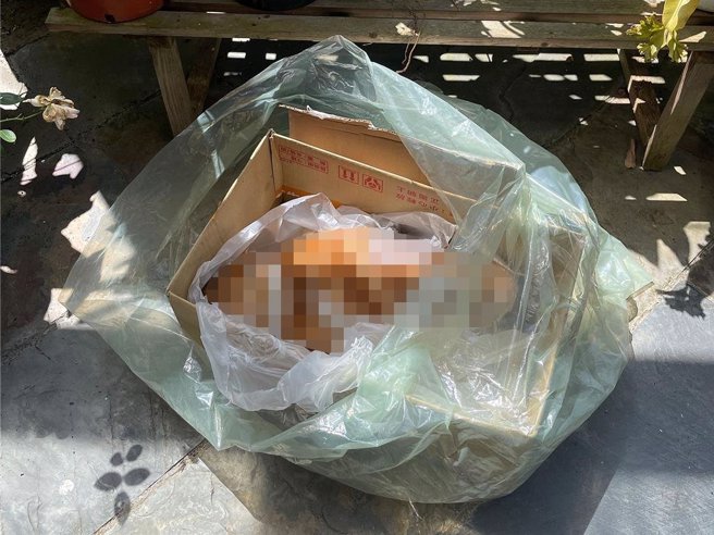 宜蘭縣林姓女子駕車輾斃流浪貓，經民眾檢舉、提供資料後，林女遭罰1.5萬元，是宜蘭縣路殺開罰首例。（民眾提供）