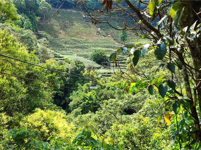 石碇56歲茶農今（4）日搭乘流籠，不慎於北宜公路30.5公里處跌落地面，當場失去意識。（消防局提供）