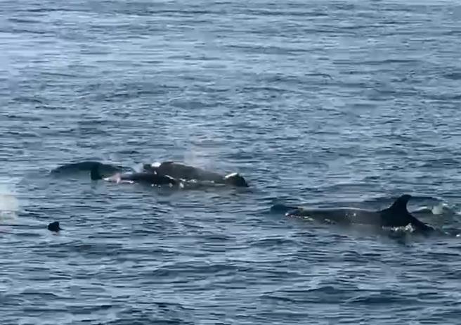 撇陆海警干扰阴霾，成群海豚4日傍晚在澎湖海面现踪，疑是追逐小管而来。（东福游艇提供／许逸民澎湖传真）