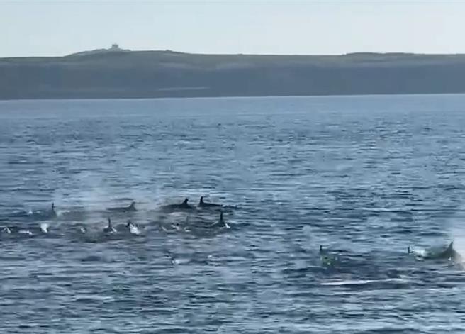 撇陆海警干扰阴霾，成群海豚4日傍晚在澎湖海面现踪追逐跳跃。（东福游艇提供／许逸民澎湖传真）