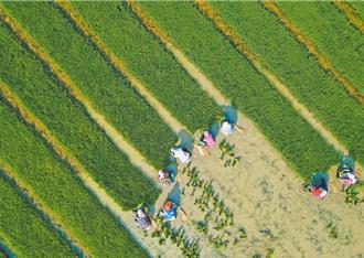 陸預測7月遭超長熱害極端天氣  將威脅糧食生產