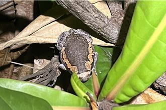 亞洲錦蛙入侵小琉球 原生種目擊率驚爆不到1／10 