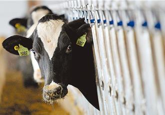 H5N1風險上升 養牛羊業者首度納入公費流感疫苗