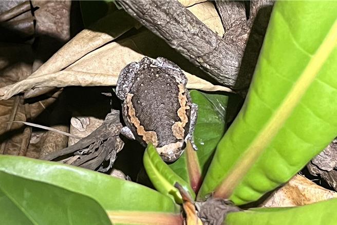 亚洲锦蛙，外来物种。（屏东县野鸟学会提供）