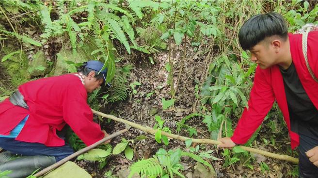 特富野社区发展协会理事长汪士伟（左）教邹族青年设置传统捕猎陷阱。（廖素慧摄）