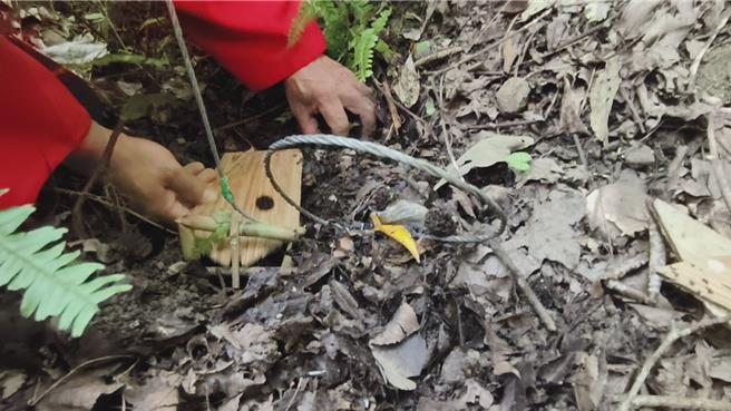 汪士伟就地取材设置传统捕猎脚套。（廖素慧摄）