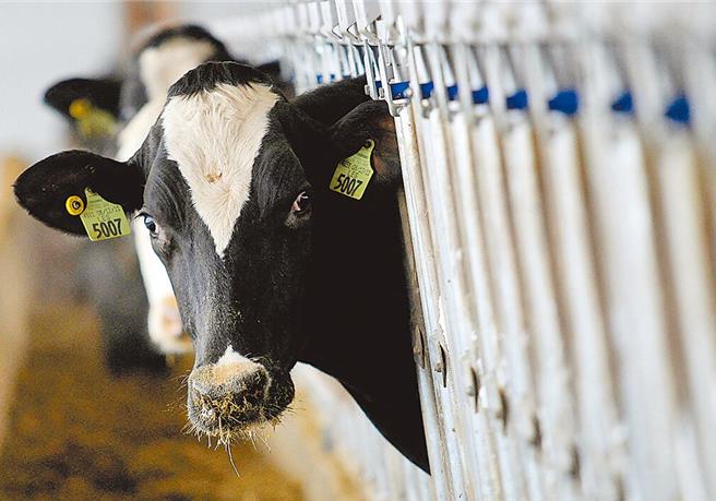 疾管署宣布，今年10月起，首度将养牛、养羊业者纳入流感疫苗公费对象，预计将有6000人受惠。（图／路透社）