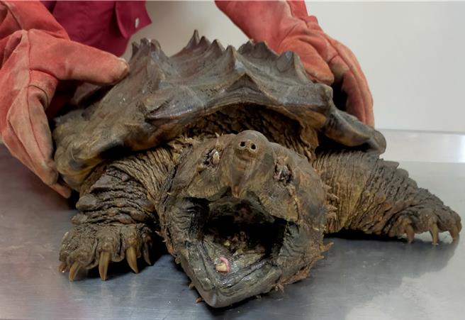 鱷龜舌頭紅色形狀像蟲，用於誘捕魚類。（新北市動保處提供）